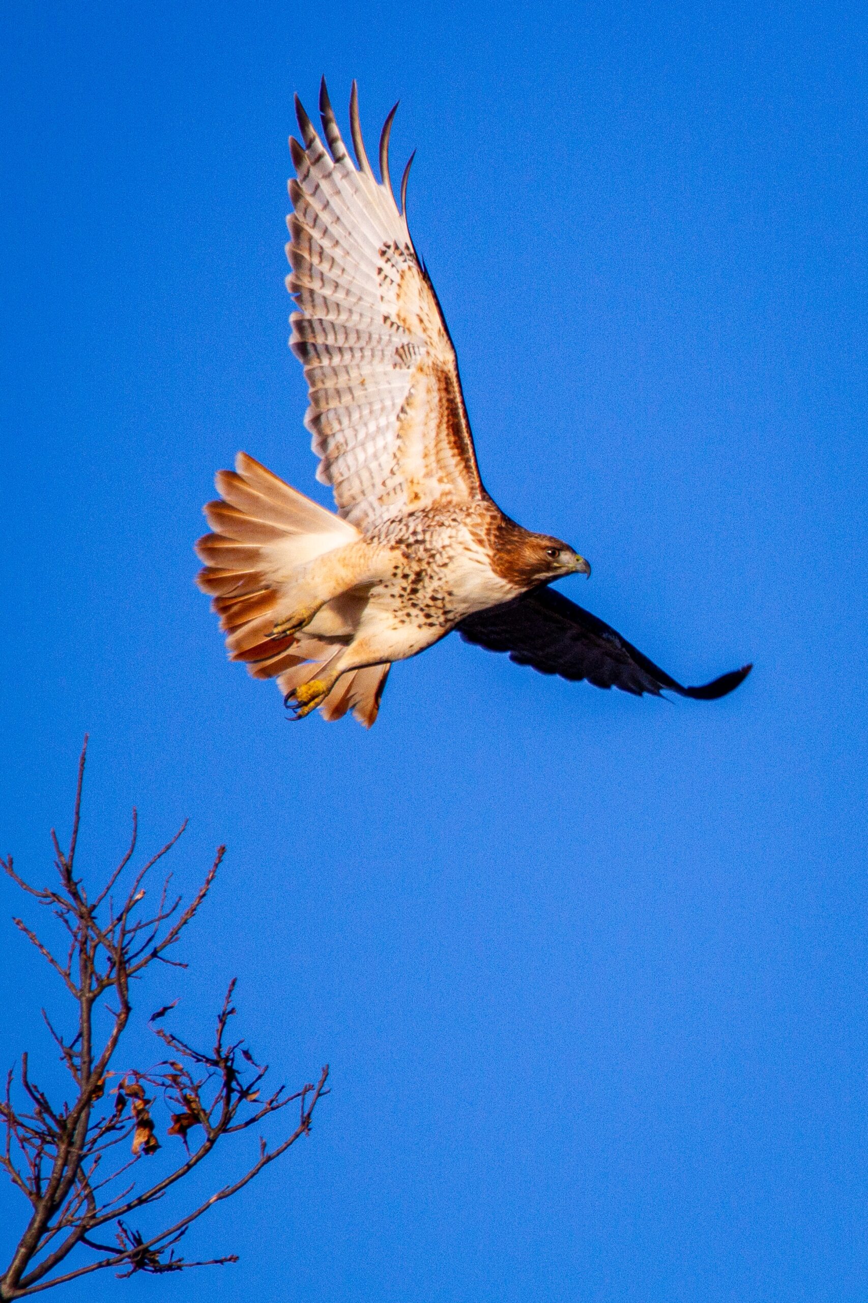 Red-tailed hawk flying 