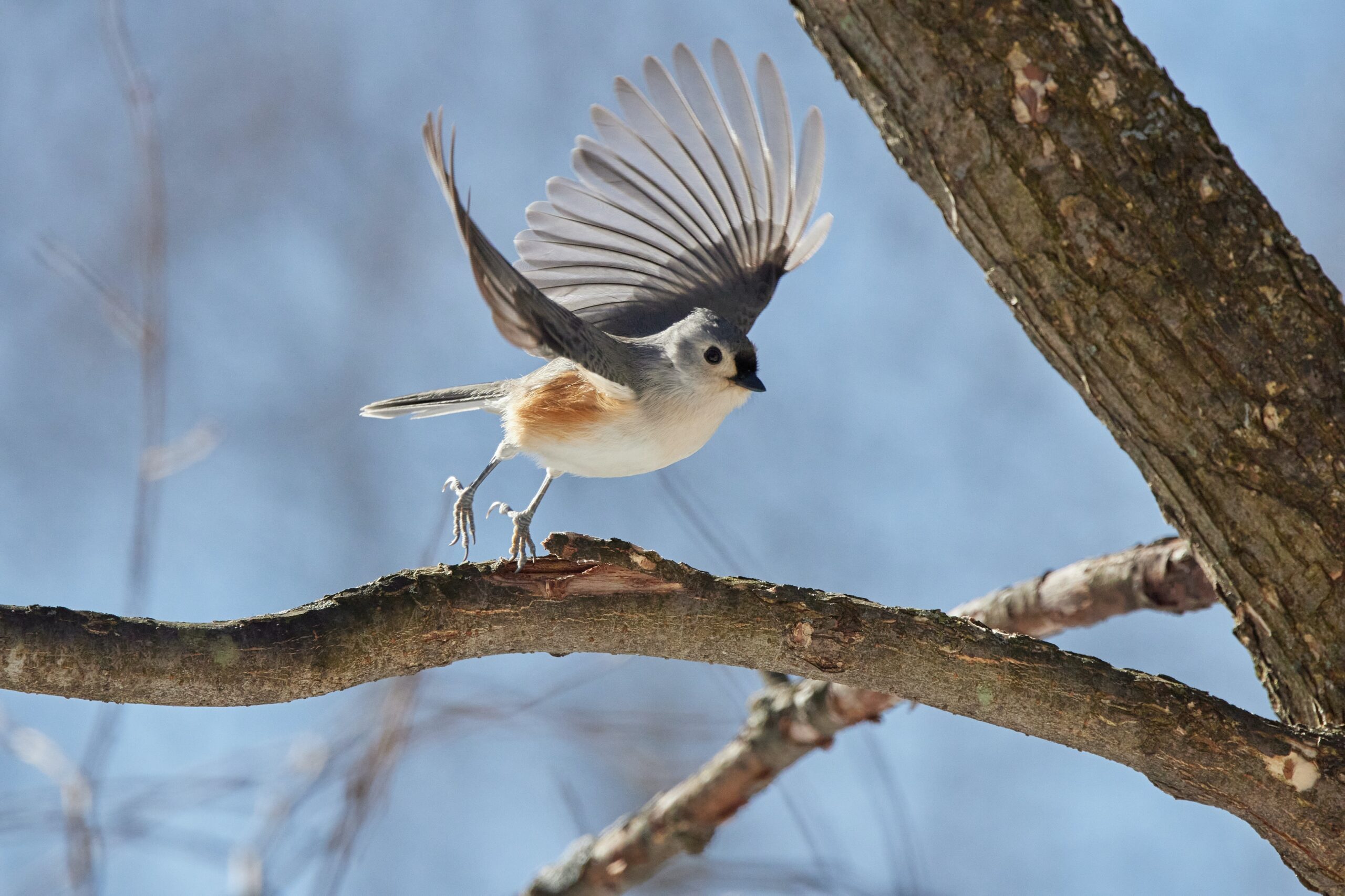 Tufted Titmouse preparing for flight