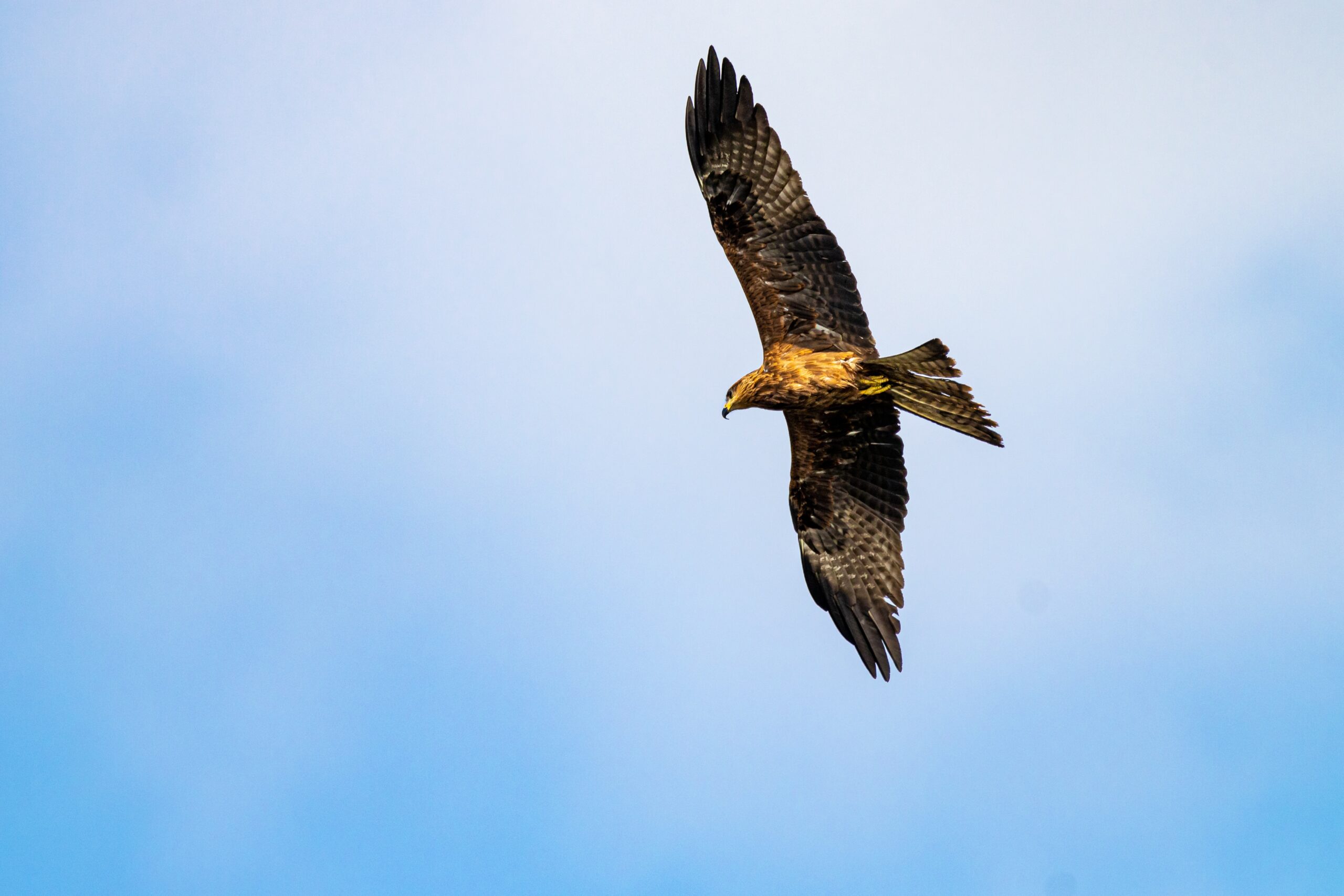 Golden eagle