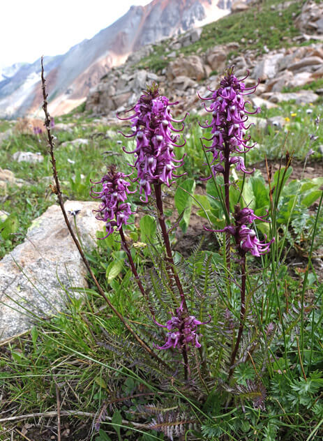 Elephant's Head wildflower blooming in Colorado.