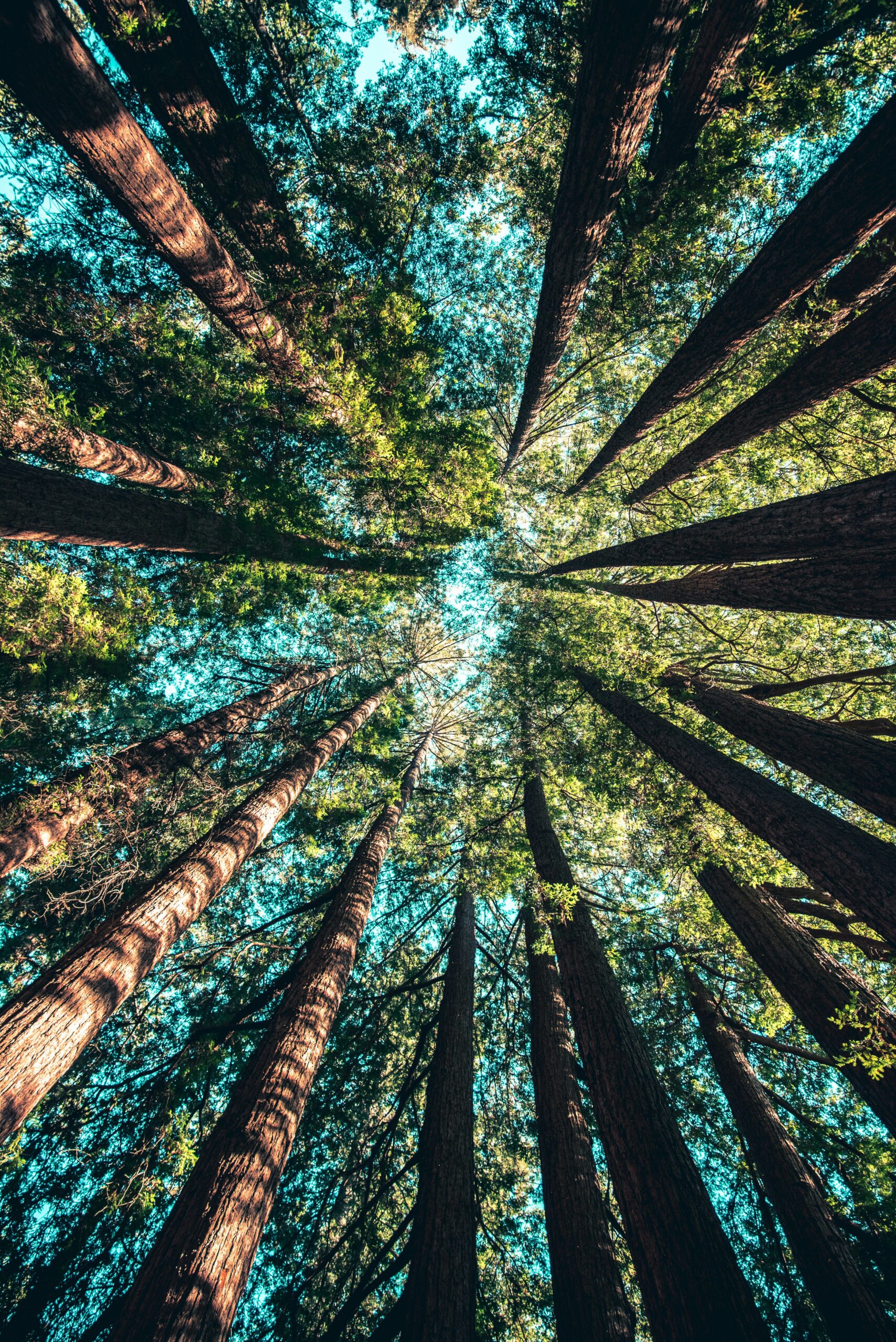 view from inside a forest